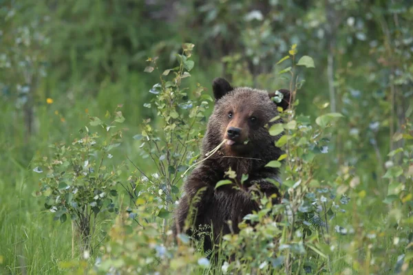 Jonge Grizzly Beer Canadian Rockies — Stockfoto