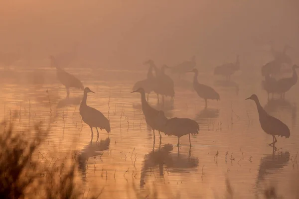 Γερανός Grus Canadensis Στο Εθνικό Καταφύγιο Άγριας Ζωής Bosque Del — Φωτογραφία Αρχείου