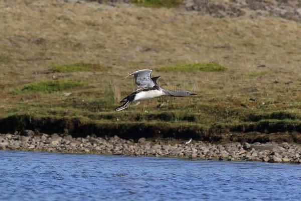 Red Throated Loon North America Red Throated Diver Britain Ireland — Stock Photo, Image