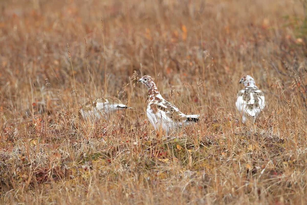 Ιτιά Ptarmigan Lagopus Lagopus Αλάσκα — Φωτογραφία Αρχείου