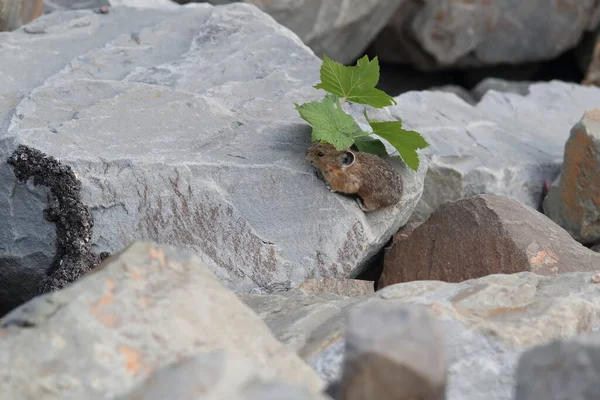 Pika Den Naturliga Miljön Glacier Montana Usa — Stockfoto