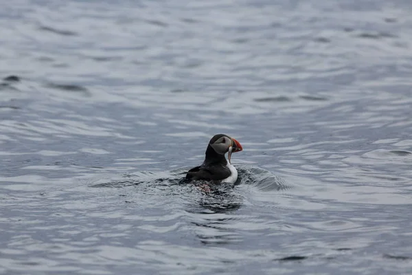 Atlantic Puffin Fratercula Arctica Νορβηγία — Φωτογραφία Αρχείου