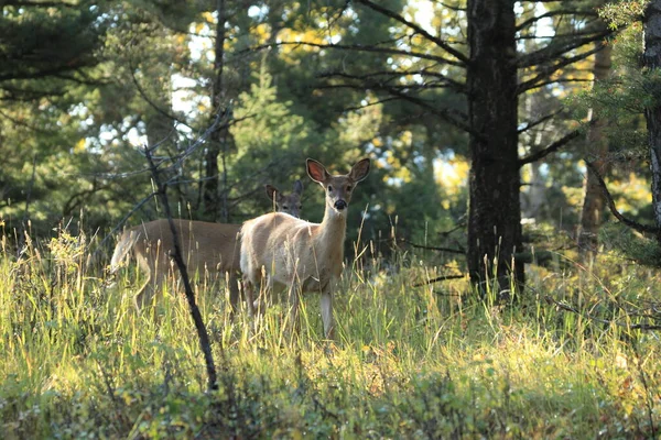 Ελαφάκι Λευκή Ουρά Εθνικό Πάρκο Yellowstone — Φωτογραφία Αρχείου