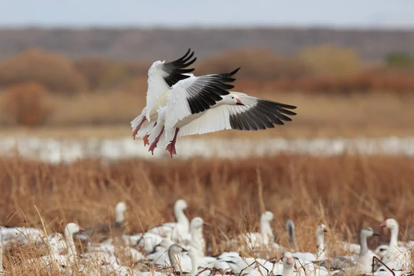 Gansos Nieve Bosque Del Apache Invierno Nuevo México — Foto de Stock