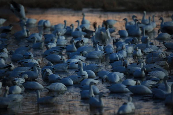 Hóludak Bosque Del Apache Télen Mexikó Usa — Stock Fotó