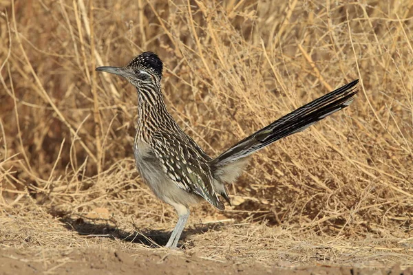 Roadrunner Bosque Del Apache Refúgio Vida Selvagem Novo México — Fotografia de Stock