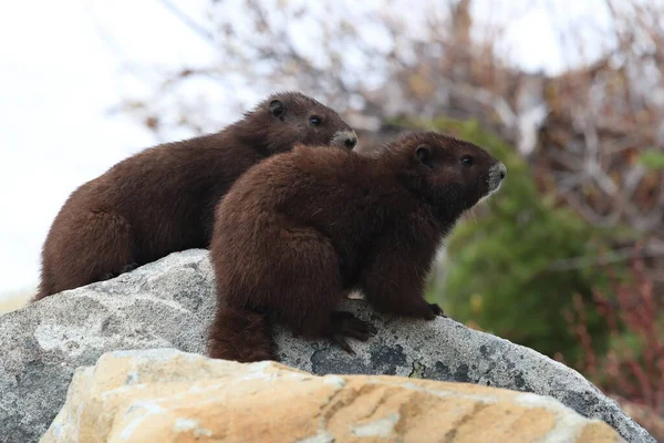 Vancouver Island Marmot Marmota Vjalá Verensis Mount Washington Hábitat Natural —  Fotos de Stock