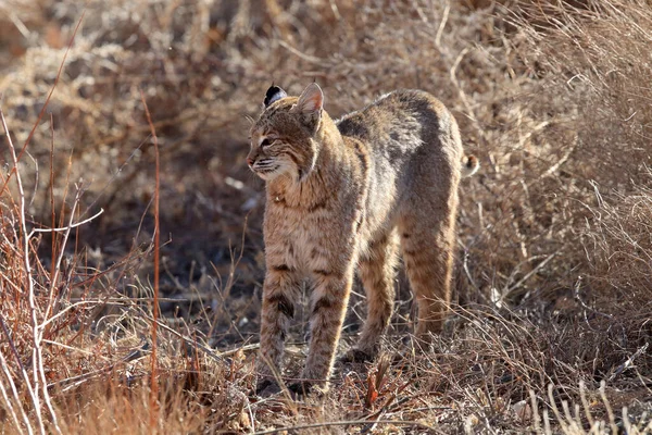 Bobcat Lynx Rufus Bosque Del Apache National Wildlife Refuge — стокове фото