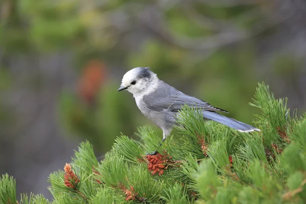 Gray Jay Perisoreus Canadensis Empoleirado Uma Árvore Glaciar Montana — Fotografia de Stock