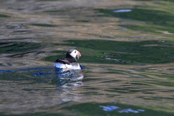 Atlantic Puffin Fratercula Arctica Noruega — Fotografia de Stock