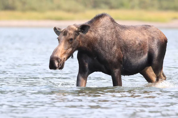 Moose Feeding Pond Glacier National Park Montana États Unis — Photo