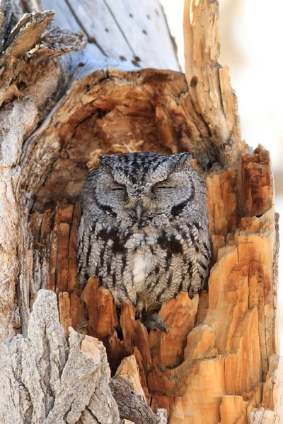 Western Screech Owl Megascops Kennicottii Mexikó — Stock Fotó
