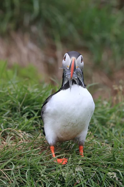 Puffin Fratercula Arctica Rybami Island — Stock fotografie