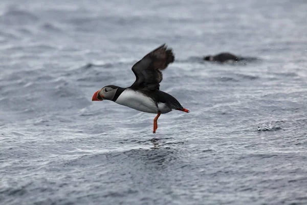 Atlantic Puffin Fratercula Arctica Norsko — Stock fotografie