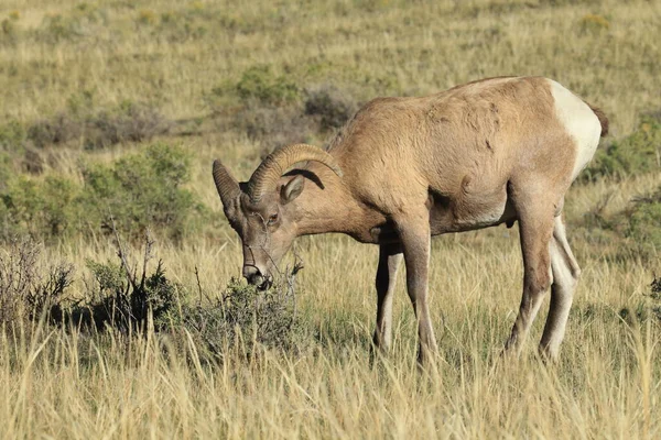 Mouflon Amérique Yellowstone — Photo