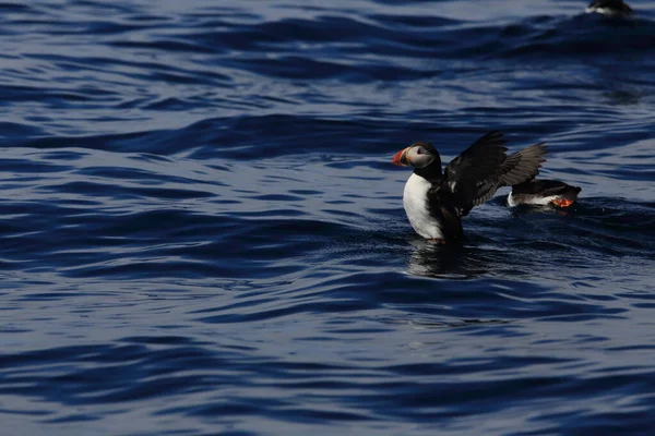 Puffin Atlántico Fratercula Arctica Noruega — Foto de Stock