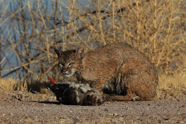 Bobcat Lynx Rufus Bosque Del Apache National Wildlife Refuge — Stockfoto