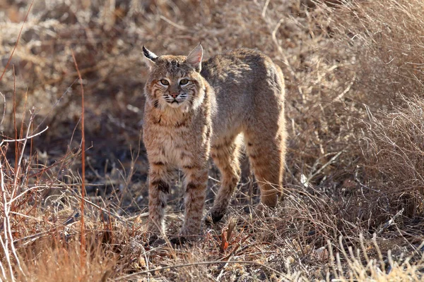 Bobcat Lynx Rufus Bosque Del Apache National Wildlife Refuge — Stockfoto