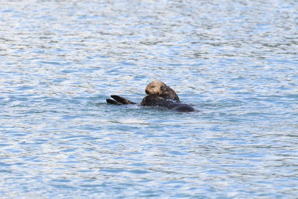 Floating Sea Otter Asian Kalan Enhydra Lutris Lutris Alaska Usa — стоковое фото