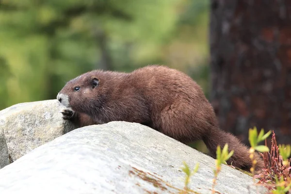 Vancouver Island Marmot Marmota Vjalá Verensis Mount Washington Hábitat Natural — Foto de Stock