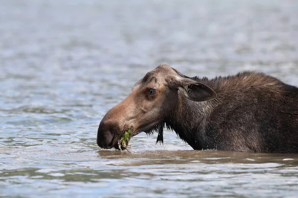 Elchfütterung Teich Glacier National Park Montana Usa — Stockfoto