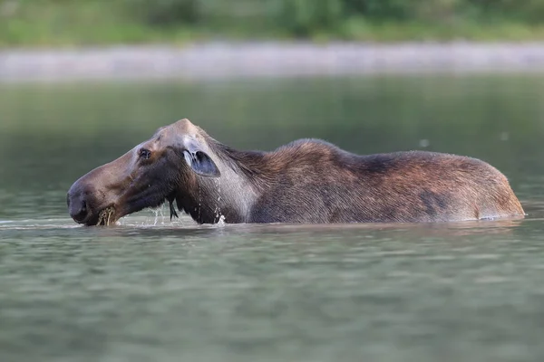 Moose Feeding Pond Glacier National Park Montana États Unis — Photo