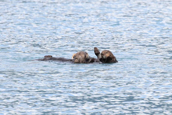 Lontra Galleggiante Kalan Asiatico Enhydra Lutris Lutris Alaska Stati Uniti — Foto Stock