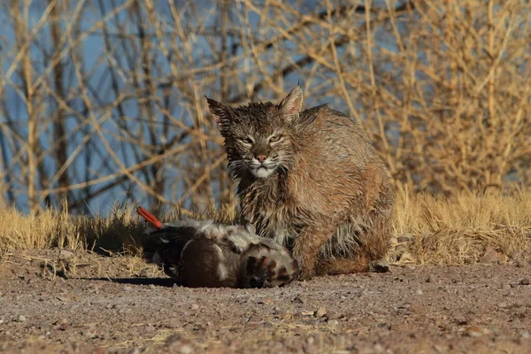 Bobcat Lynx Rufus Bosque Del Apache National Wildlife Refuge — Stockfoto