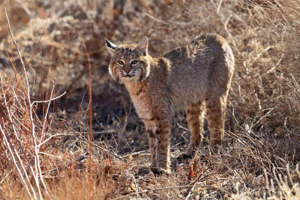 Bobcat Lynx Rufus Bosque Del Apache National Wildlife Refuge — стокове фото