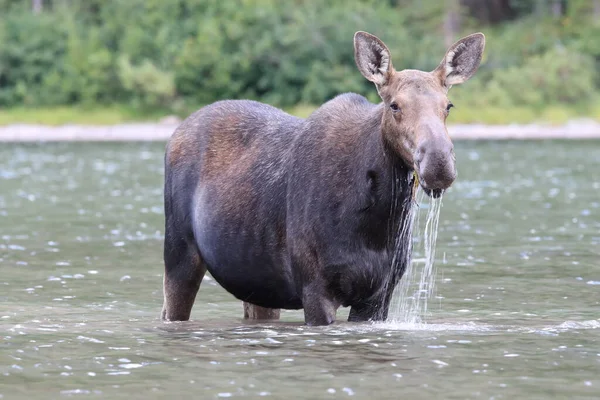 Moose Feeding Pond Glacier National Park Montana États Unis — Photo