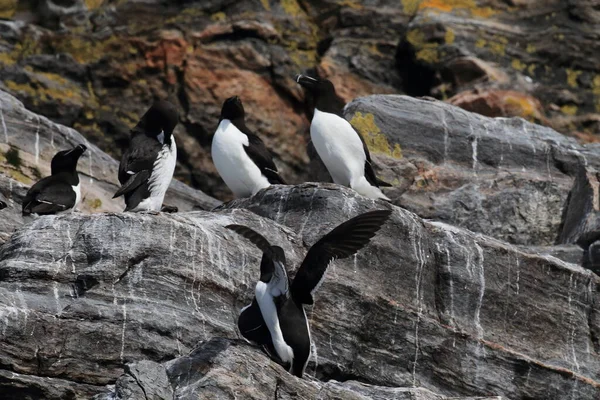 Rasiervogel Alca Torda Insel Runde Norwegen — Stockfoto