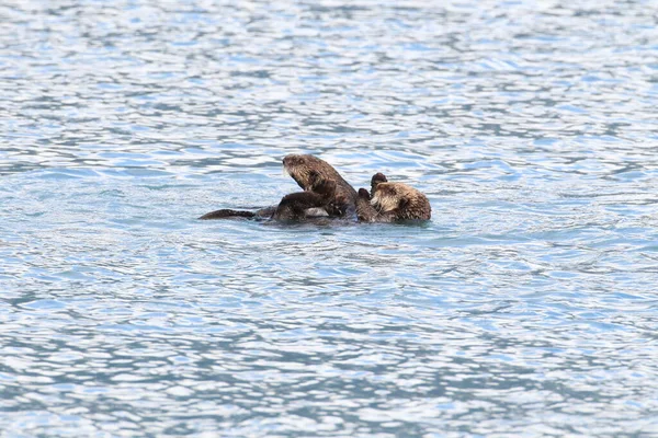 Floating Sea Otter Asian Kalan Enhydra Lutris Lutris Alaska Verenigde — Stockfoto