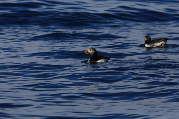 Atlantlunnefågel Fratercula Arctica Norge — Stockfoto