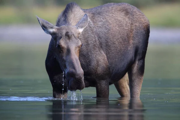 Moose Feeding Pond Glacier National Park Montana États Unis — Photo