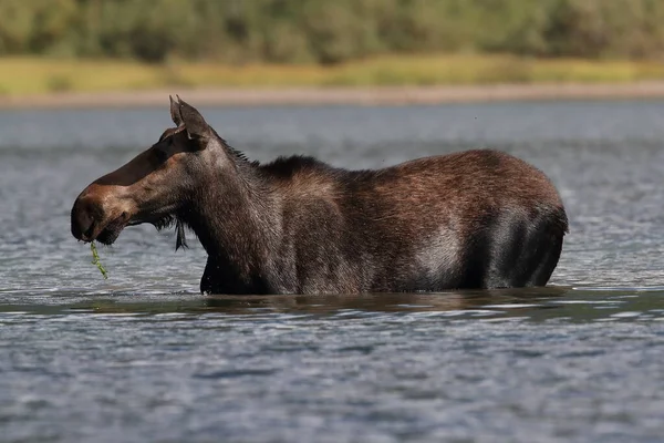 Moose Feeding Pond Glacier National Park Montana États Unis — Photo