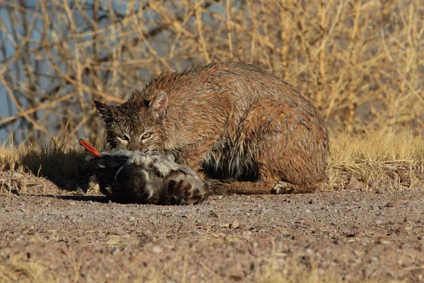 Bobcat Lynx Rufus Bosque Del Apache National Wildlife Refuge — стоковое фото