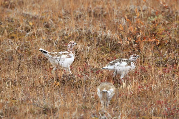 Willow Ptarmigan Lagopus Lagopus Alaska — Stockfoto