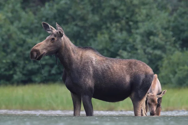 Moose Vache Veau Nourrissant Des Plantes Aquatiques Dans Étang Parc — Photo