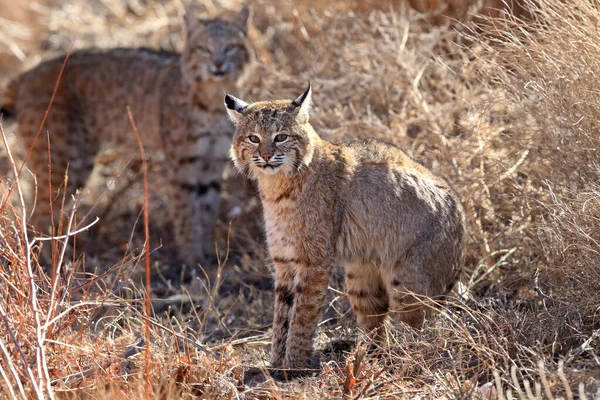 Bobcat Lynx Rufus Bosque Del Apache National Wildlife Refuge — Stock fotografie