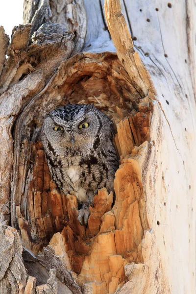 Western Screech Owl Megascops Kennicottii Mexikó — Stock Fotó