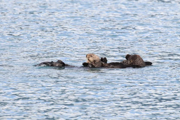 Floating Sea Otter Asian Kalan Enhydra Lutris Lutris Alaska Usa — стоковое фото