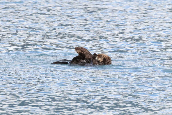 Nutria Marina Flotante Kalan Asiático Enhydra Lutris Lutris Alaska Estados —  Fotos de Stock