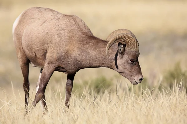 Bighorn Sheep Yellowstone — Stockfoto