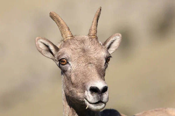 Bighorn Sheep Yellowstone — стокове фото