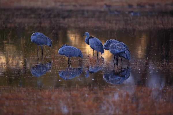 ボスク アパッチの砂丘クレーン Grus Canadensis 国立野生動物保護区 アメリカ — ストック写真