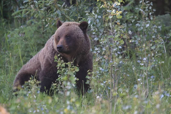 Jovem Urso Pardo Rockies Canadenses — Fotografia de Stock