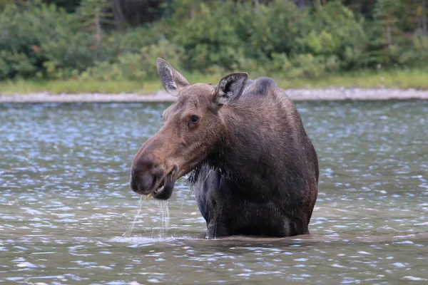 Moose Feeding Pond Glacier National Park Montana Usa — Φωτογραφία Αρχείου