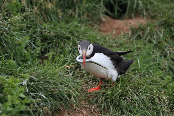 Papageitaucher Fratercula Arctica Mit Fisch Island — Stockfoto