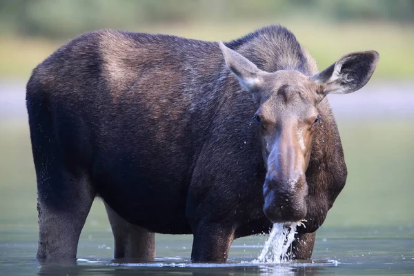 Moose Feeding Pond Glacier National Park Montana États Unis — Photo