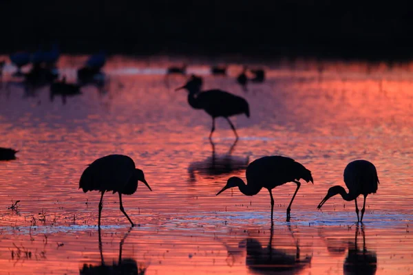 Guindaste Areia Grus Canadensis Bosque Del Apache National Wildlife Refuge — Fotografia de Stock